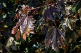 Acer platanoides