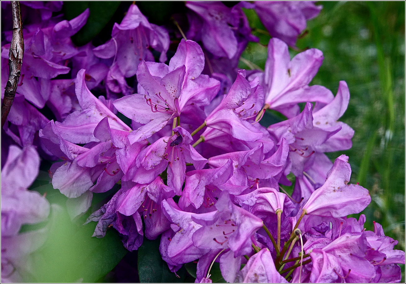 Image of genus Rhododendron specimen.