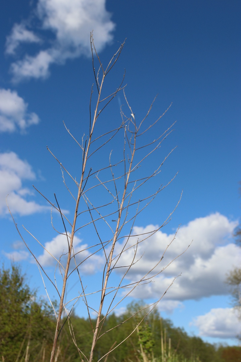 Изображение особи Lithospermum officinale.