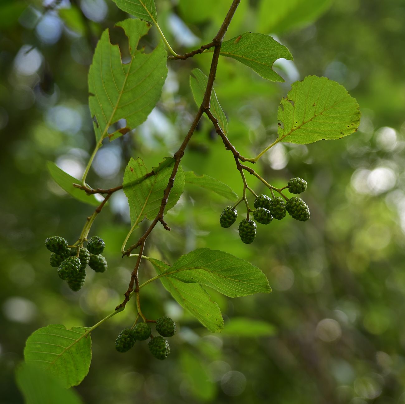 Изображение особи род Alnus.