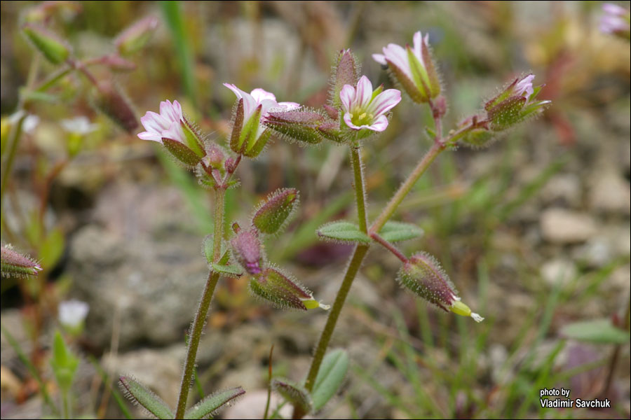 Image of Cerastium pseudobulgaricum specimen.