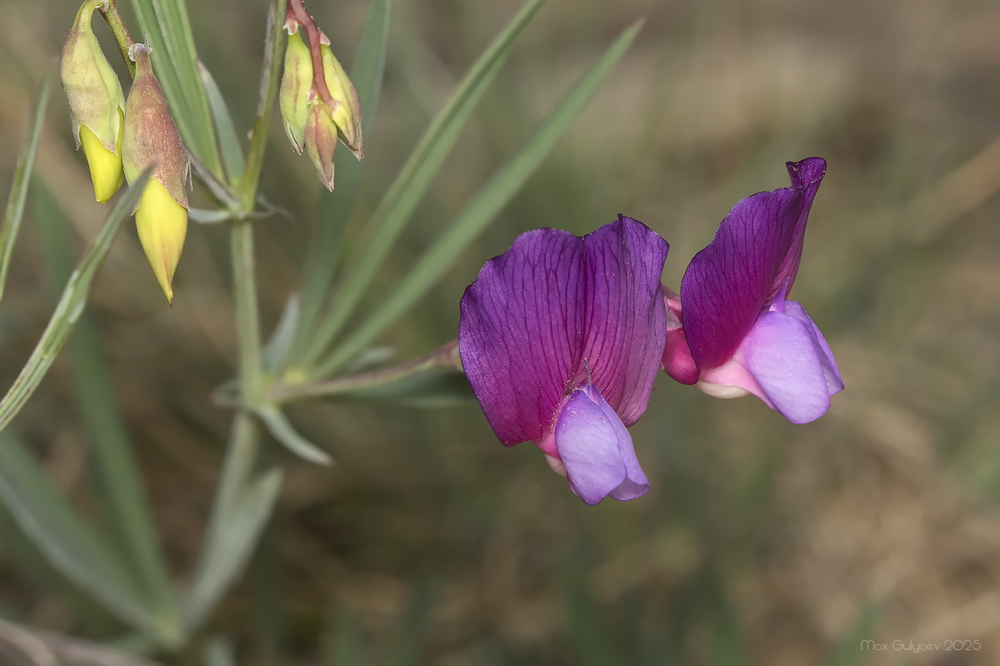 Изображение особи Lathyrus digitatus.