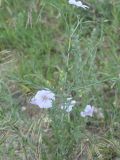 genus Linum. Верхушка цветущего растения. Турция, ил Карс, окр. Ани, овраг Хачидзор. 28 мая 2025 г.