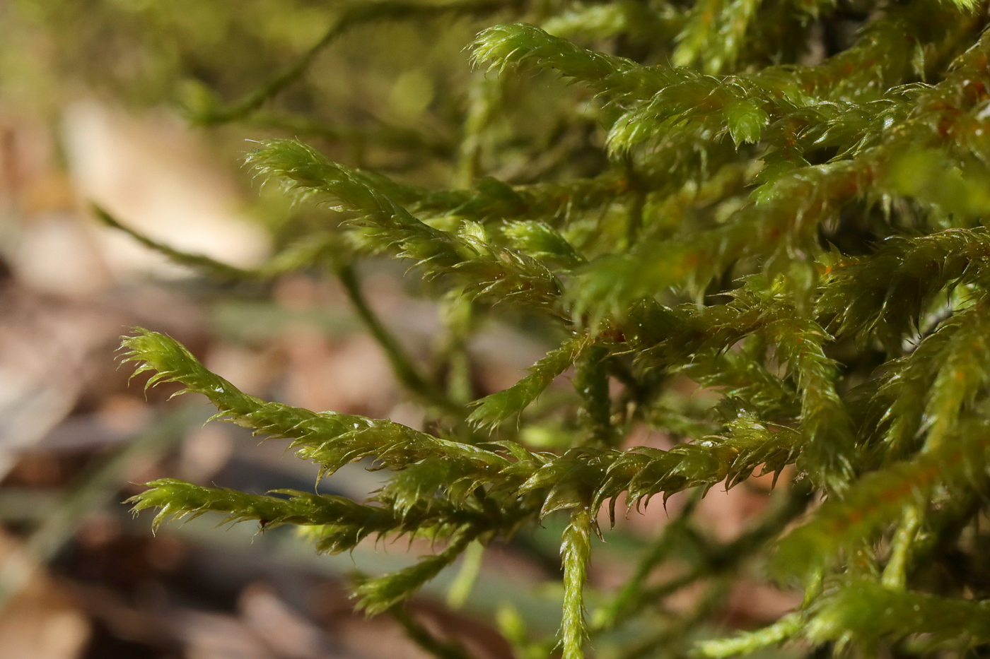 Image of Antitrichia curtipendula specimen.