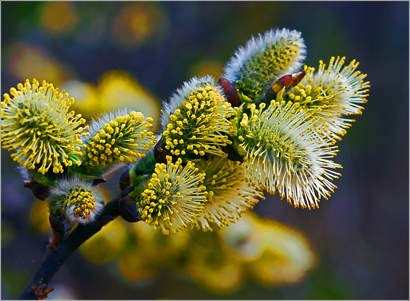 Изображение особи род Salix.