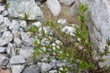 unknown species. Побеги. Кабардино-Балкария, Приэльбрусье, лев. берег р. Шхельда в 1,4 км выше ур. Улыбка Шхельды, среди морены. 23 июня 2025 г.
