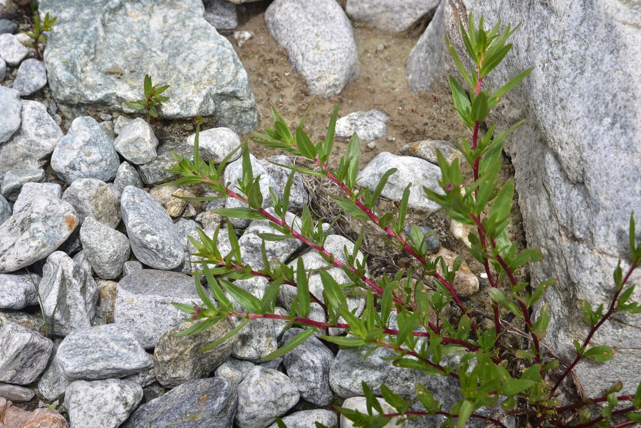 Image of Unknown species specimen.