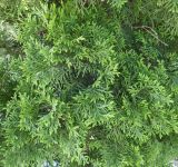 Thuja occidentalis. Ветви ('Douglasii Pyramidalis'). Волгоград, Волгоградский региональный ботанический сад. 23.05.2026.