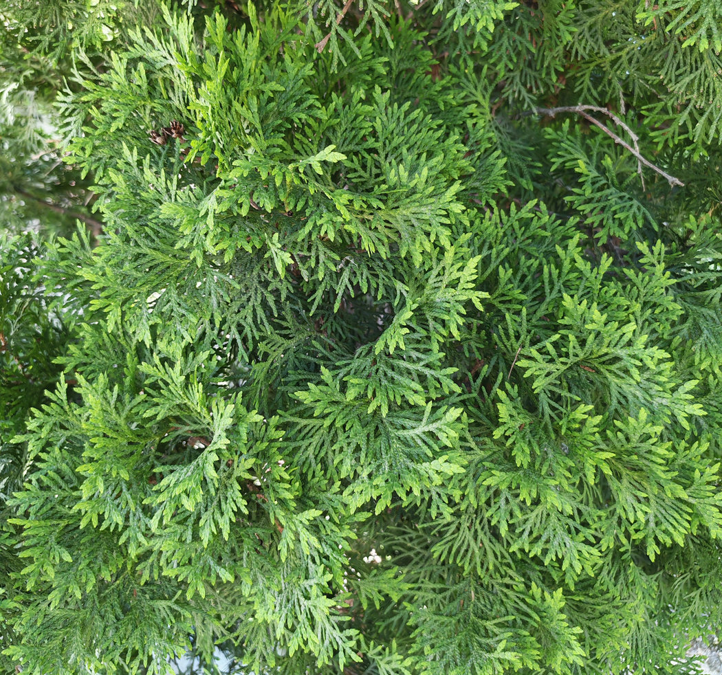 Изображение особи Thuja occidentalis.