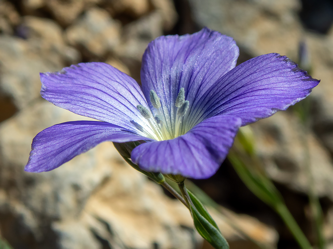 Изображение особи Linum squamulosum.