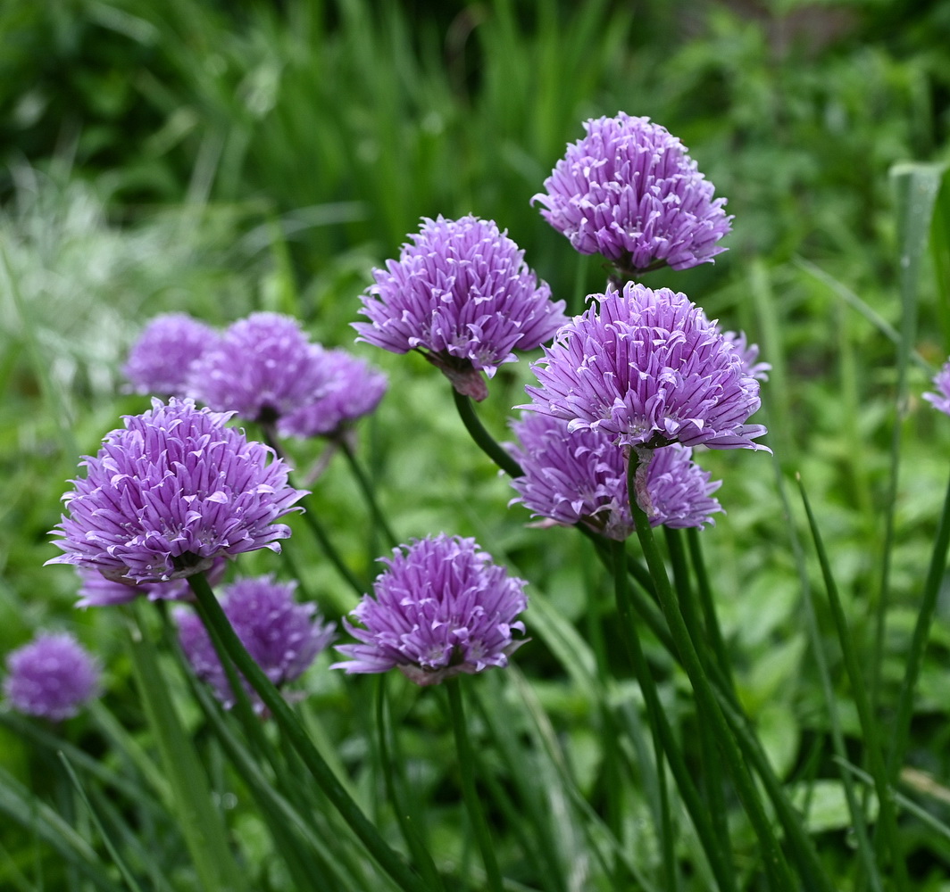 Image of Allium schoenoprasum specimen.