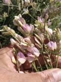 Hedysarum razoumowianum. Соцветия. Казахстан, Актюбинская обл., г. Актобе, окр. жилого массива \"Акшат\", северный склон холма, разнотравно-ковыльная степь на обнажении известняков. 21.05.2026.