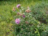 genus Centaurea. Цветущее растение. Пензенская обл., лес к северу от г. Каменка. 22.07.2026.