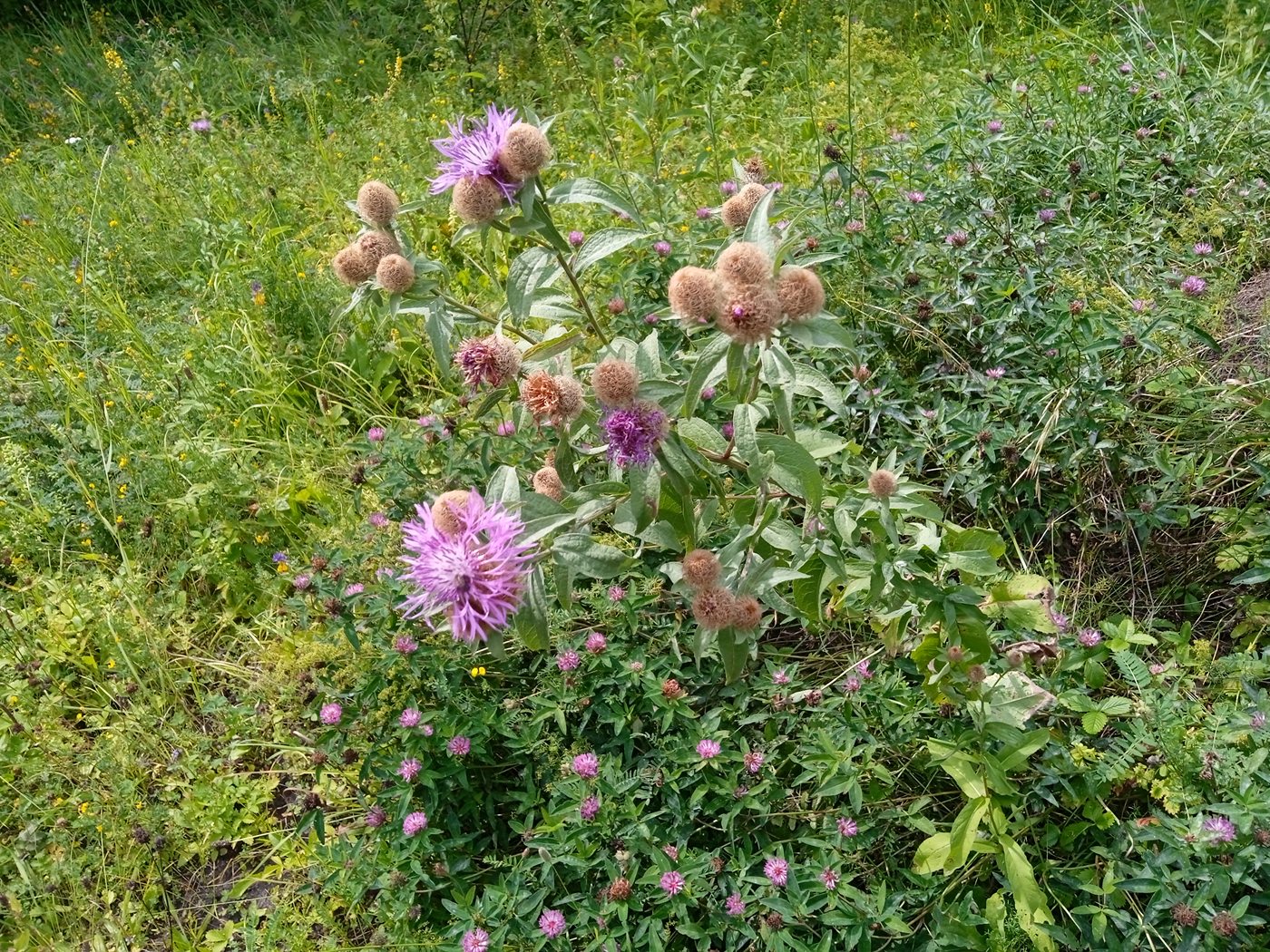 Image of genus Centaurea specimen.