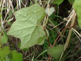 Menispermum dauricum. Часть побега (видна абаксиальная сторона листьев). Хабаровский край, г. Комсомольск-на-Амуре, берег р. Амур (Совхозная протока). 28.05.2026.