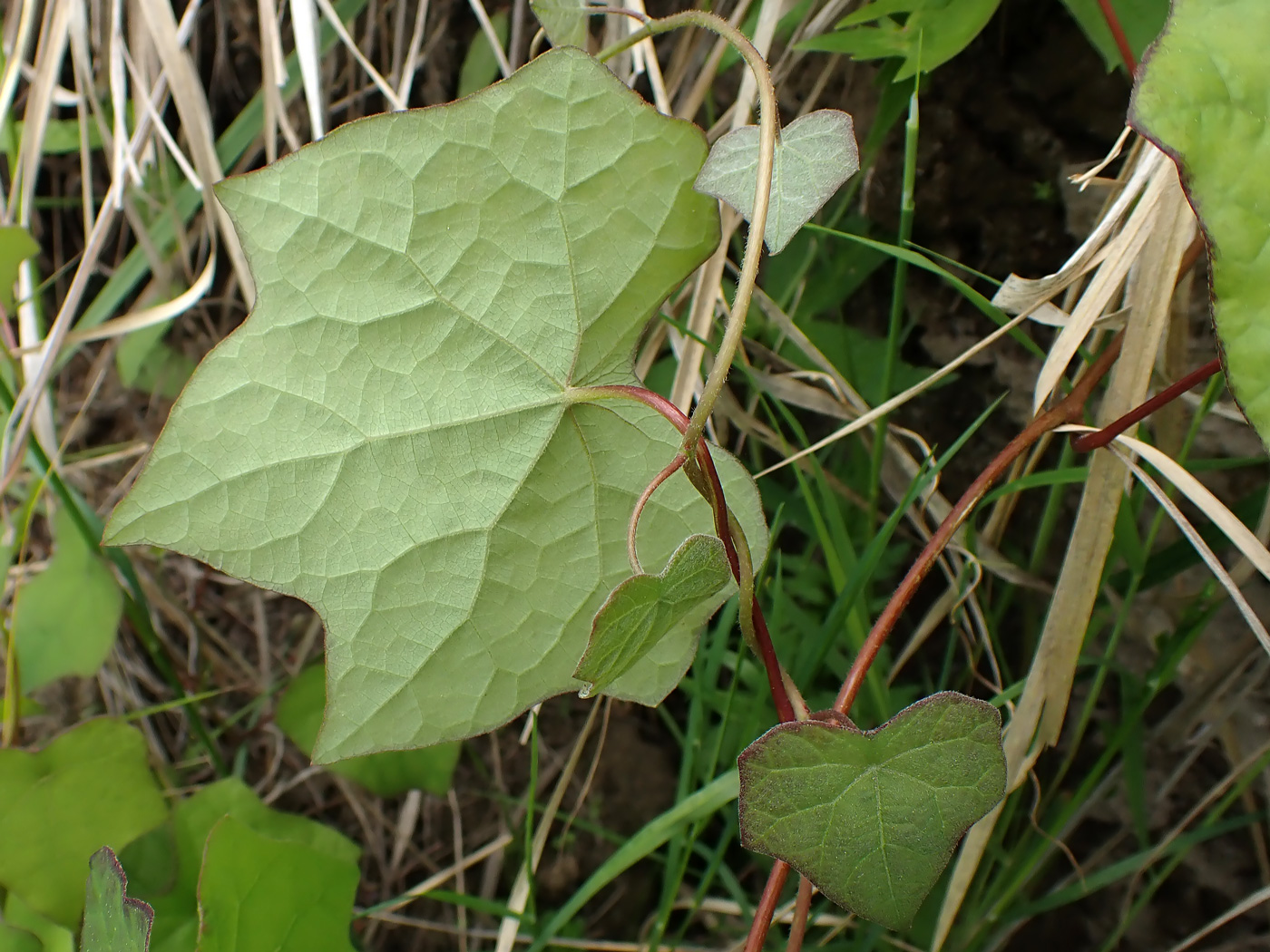 Image of Menispermum dauricum specimen.