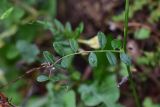 View full-size image genus Vicia