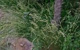 genus Melica. Цветущие растения в сообществе с Artemisia. Китай, пров. Ганьсу, г. Ланьчжоу, глинистый участок склона, в парке под деревьями. 06.06.2025.