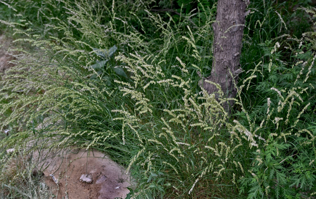 Image of Melica scabrosa specimen.