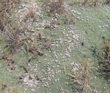 unknown species. Армения, Араратская обл., Урцский хр., горная степь. 06.08.2026.