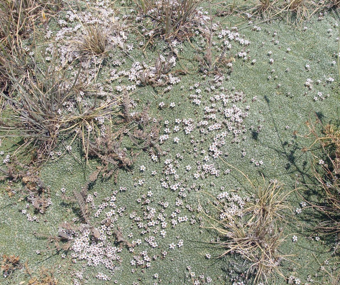 Image of Gypsophila aretioides specimen.