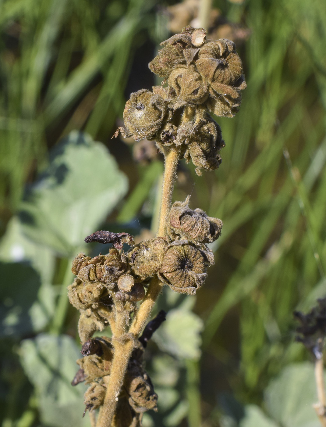 Image of Althaea officinalis specimen.