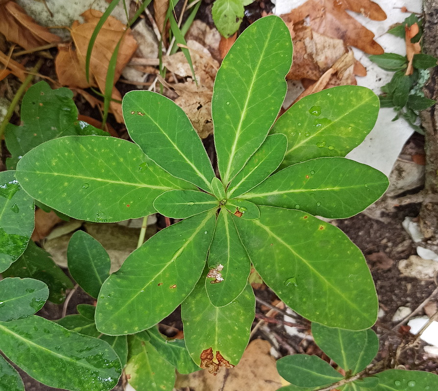 Изображение особи род Rhododendron.