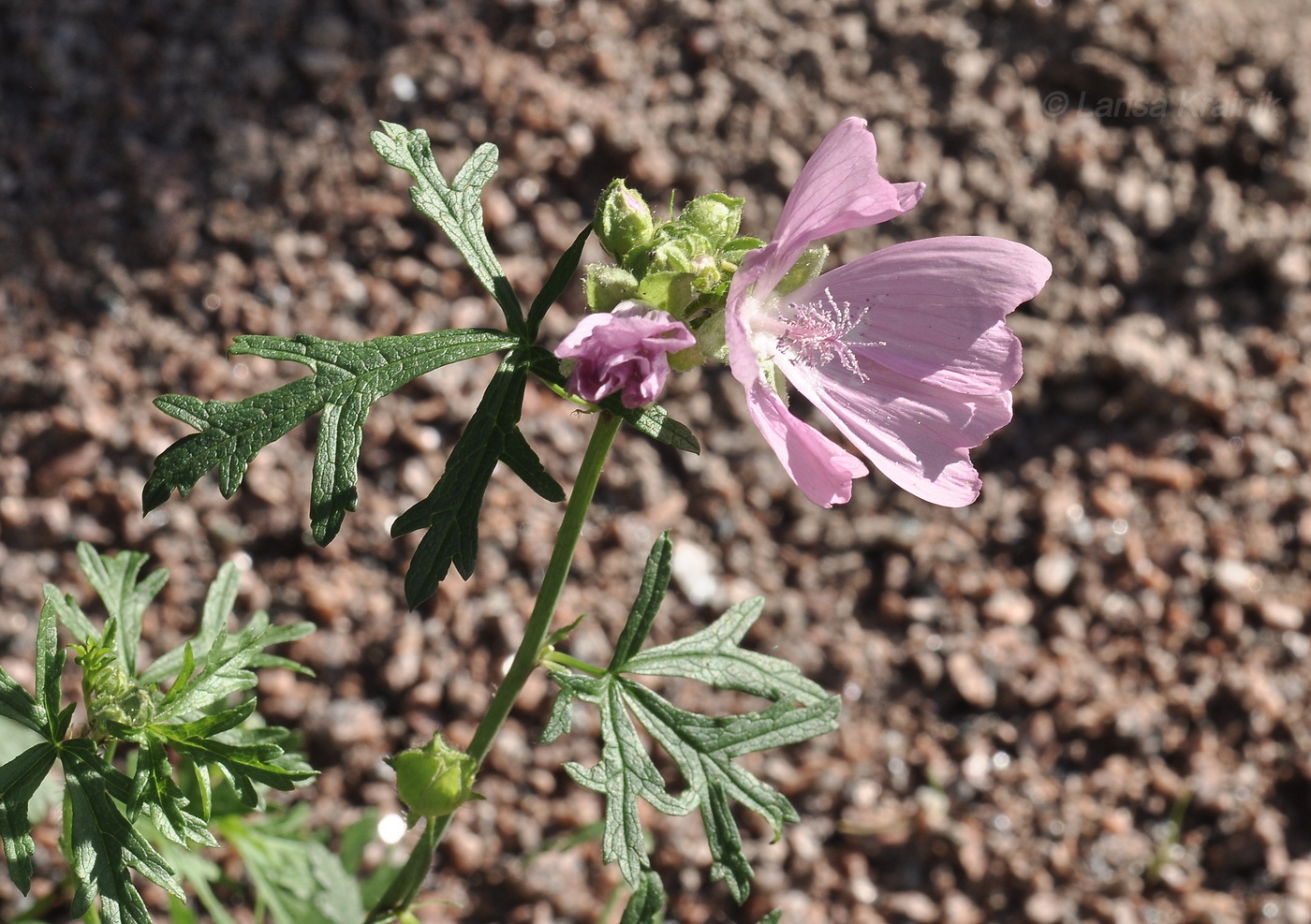 Изображение особи Malva moschata.