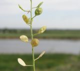 Image of taxon representative. Author is Андрей Любченко