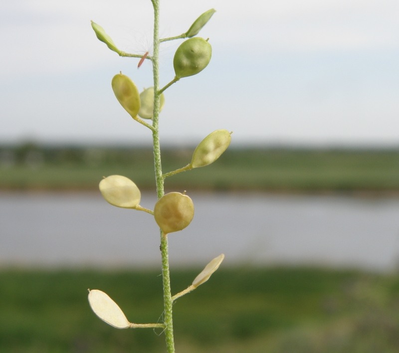 Изображение особи Meniocus linifolius.