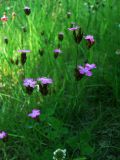 Dianthus borbasii