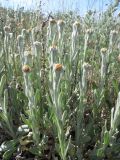 Helichrysum graveolens. Зацветающие растения. ЮВ Крым, окр. пос. Коктебель, хр. Кучук-Янышар. 8 июня 2011 г.