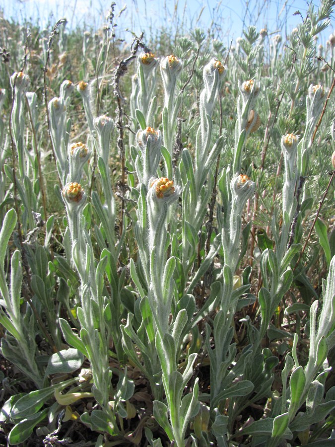 Image of Helichrysum graveolens specimen.