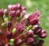 Allium atroviolaceum