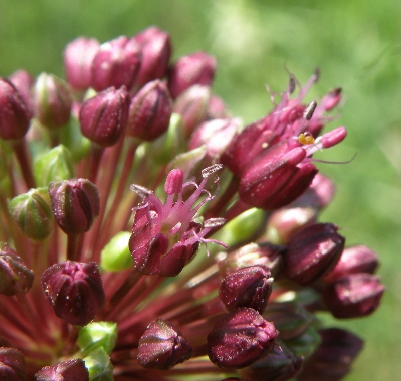 Image of Allium atroviolaceum specimen.