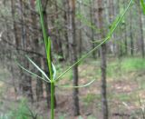 Galium triandrum