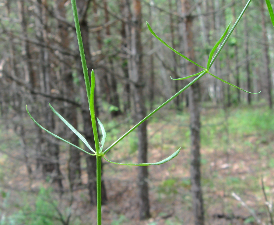 Изображение особи Galium triandrum.