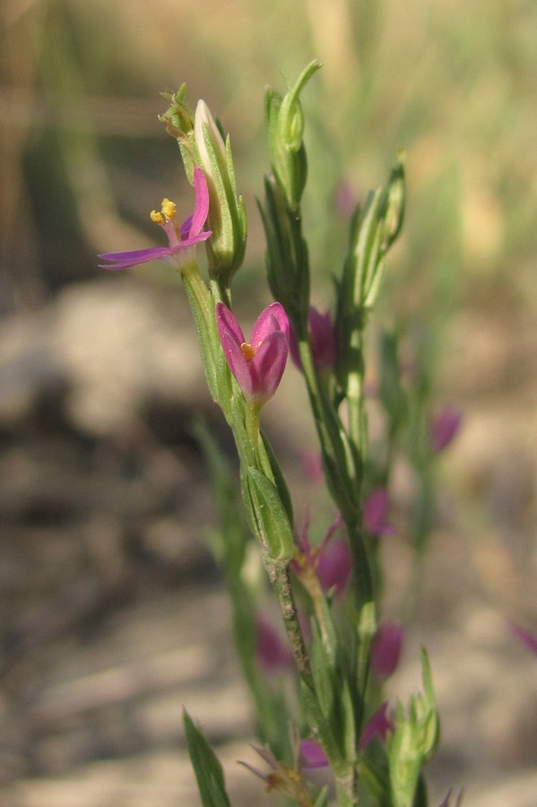 Image of Centaurium spicatum specimen.