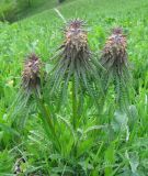 Pedicularis wilhelmsiana. Цветущее растение. Окр. г. Кисловодск, южный склон горы Малое Седло. Начало июня 2009 г.
