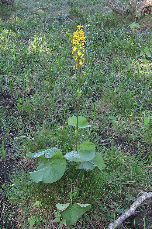 Изображение особи Ligularia subsagittata.