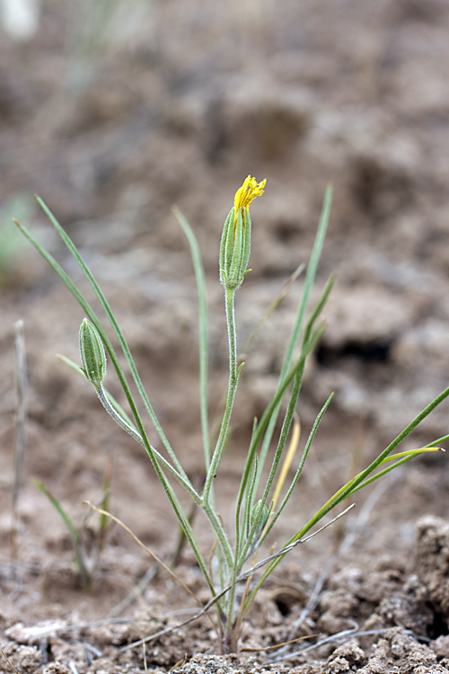 Изображение особи Koelpinia linearis.