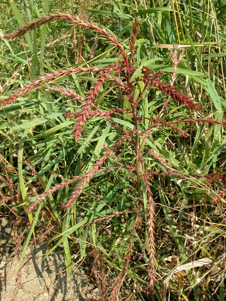 Изображение особи Salsola collina.