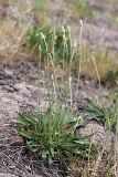 Plantago lanceolata. Зацветающее растение. Таджикистан, Гиссарский хр., ущелье Сингисафат. 29.04.2011.