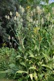 Dipsacus fullonum. Плодоносящие растения. Московская обл., Раменский р-н, окр. дер. Хрипань, садовый участок. 05.08.2011.