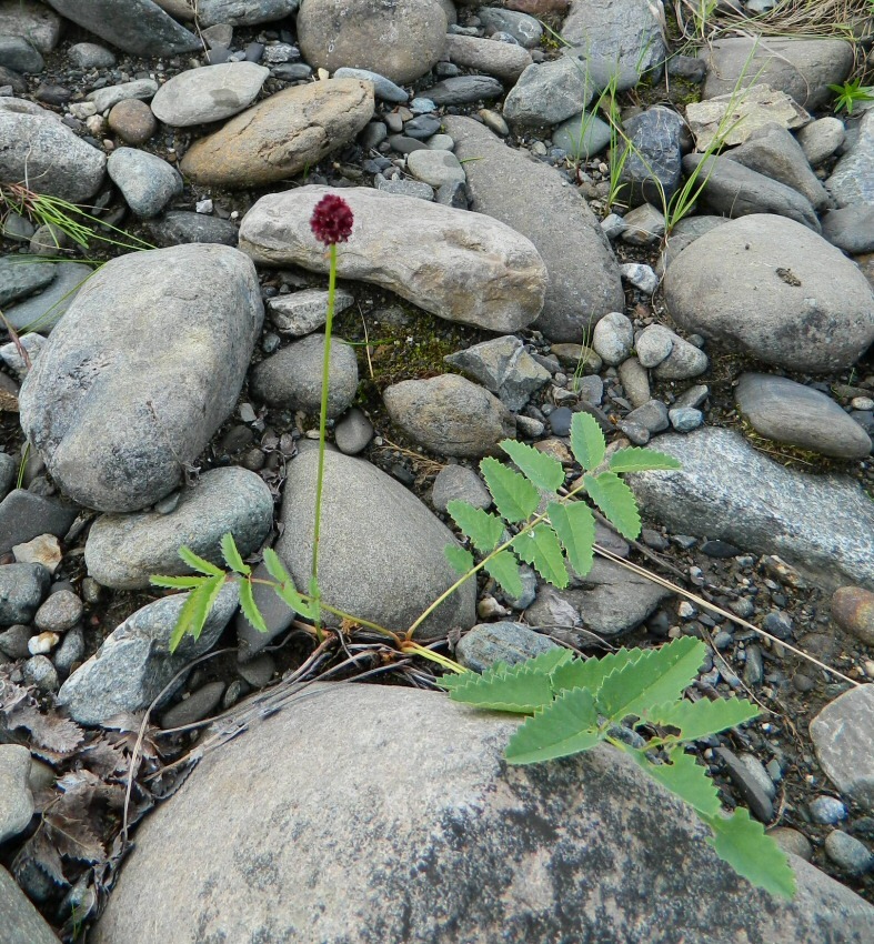 Изображение особи Sanguisorba polygama.