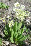 Primula ruprechtii