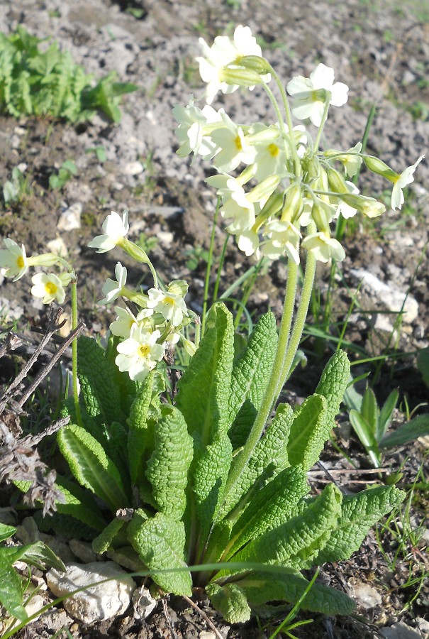 Image of Primula ruprechtii specimen.