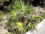 Trachycarpus fortunei. Молодое растение. Южный Берег Крыма, пос. Гурзуф. 21 августа 2007 г.