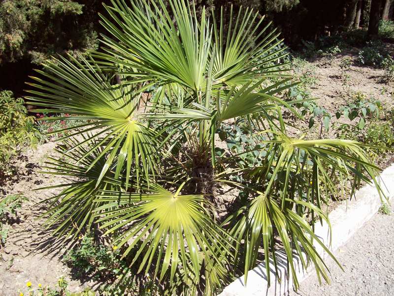 Image of Trachycarpus fortunei specimen.