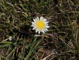 род Taraxacum. Цветущее растение. Таджикистан, Памир, восточнее перевала Кой-Тезек, ≈ 4200 м н.у.м. 02.08.2011.